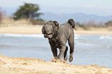 SHAR-PEI 719